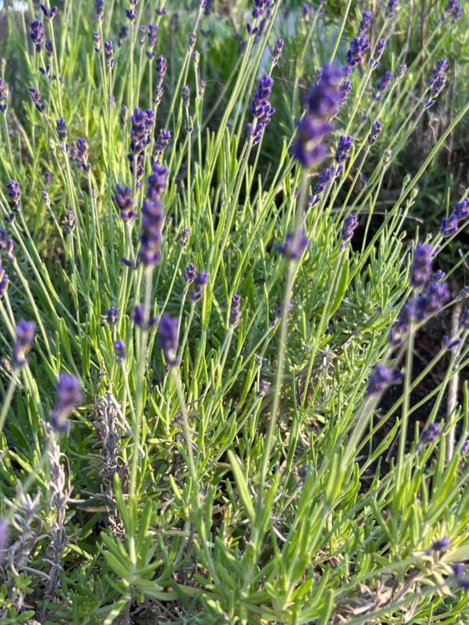 Ferienhaus Lavendel Obergurig Kültér fotó
